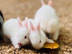 Rabbit