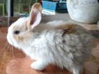 Rabbit