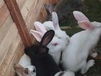 Rabbit
