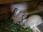 Angora Rabbit