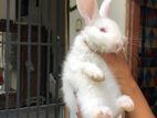 Rabbit