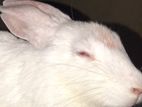 Rabbit for Kind Home