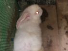 Rabbits
