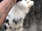 Rabbits