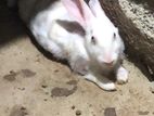 Rabbit