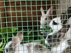 Rabbit