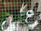 Rabbit