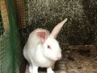 Rabbit