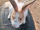 Rabbit