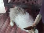 rabbit