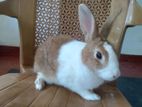 Rabbit