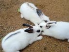 Rabbit