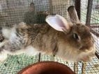 Rabbit