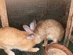 Rabbit