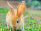 Rabbit