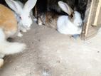 Rabbits