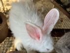 Rabbit