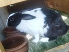 Rabbit