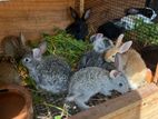 rabbit