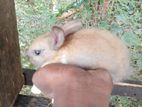 Rabbit
