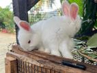 Rabbit