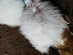 Rabbits