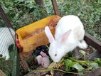 rabbit