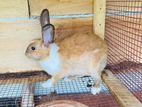 Rabbit