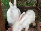 Rabbits