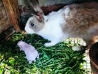Rabbits