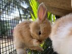 rabbit
