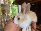 rabbit
