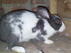Rabbits