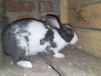 Rabbits