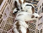 Rabbit