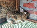 Rabbit