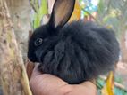 Rabbit