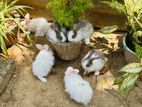 Rabbits