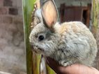 Rabbits