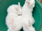 Rabbits