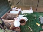 Rabbit