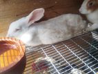 Rabbits