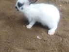 Rabbit