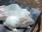 Rabbits