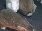 Rabbits