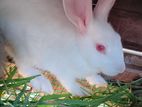 Rabbits
