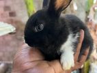 rabbit