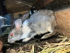Rabbits