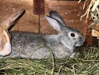 Rabbits