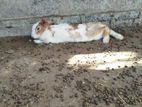 Rabbits